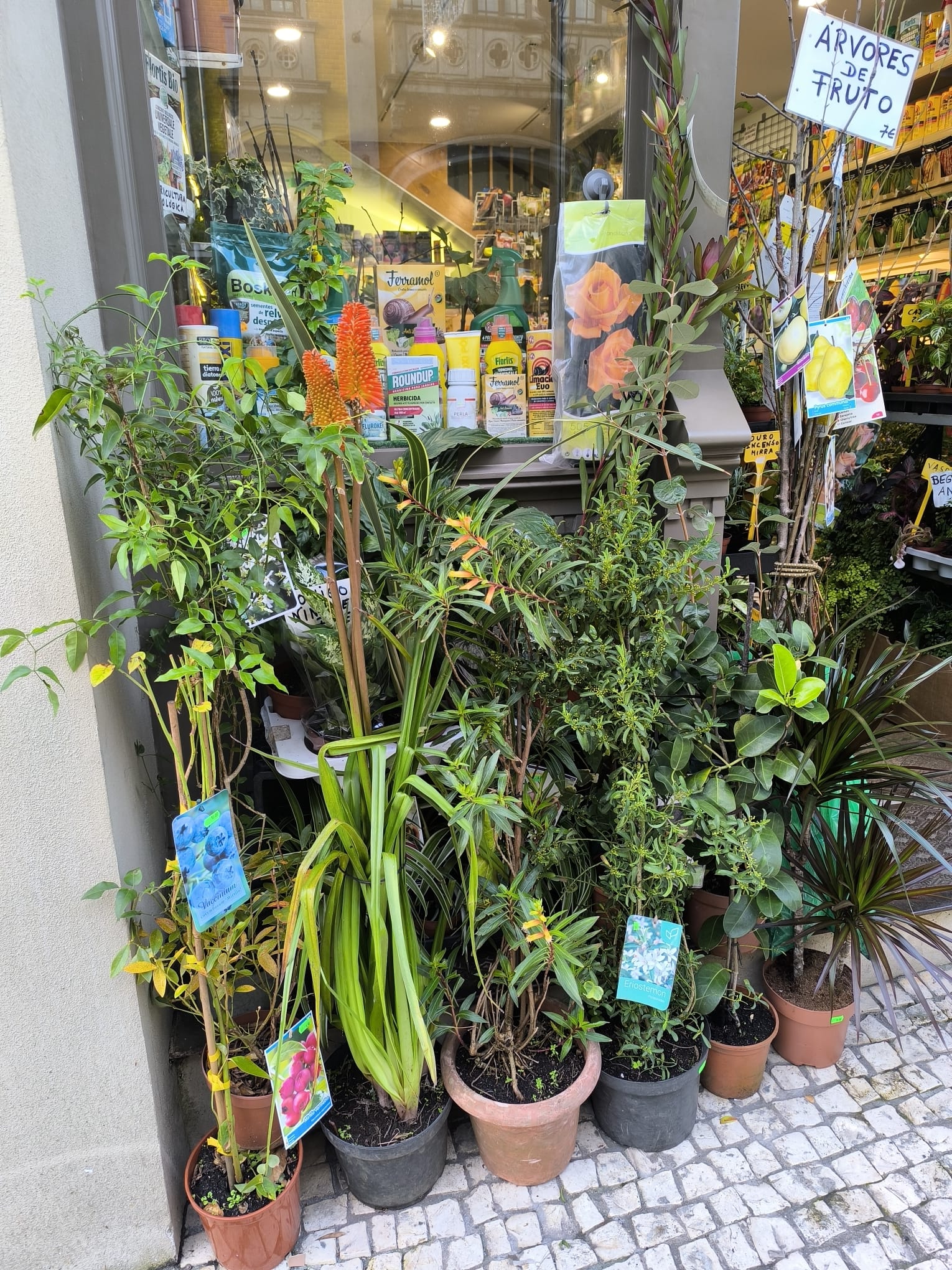 Mix de Plantas de Exterior e Árvores de Fruto